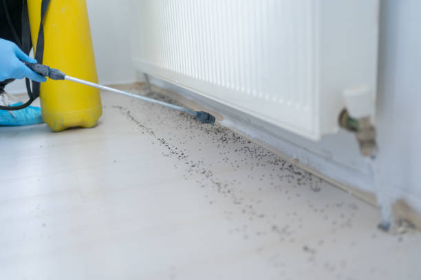 Best Rat Extermination Near Me  in Arlington Heights, IL